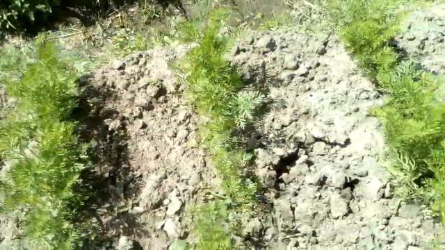 Морковь Нантская 4 и Лосиноостровская 13. 16.06 смотреть онлайн