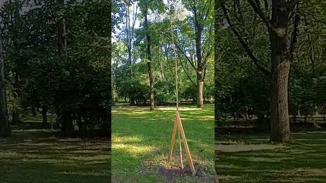 березка берёза дерево деревцо деревья свежесть зелень природа парк лето СПб типичный Питер лето 202 смотреть онлайн