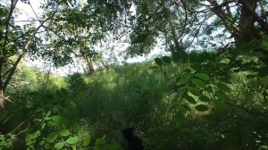 Отмечали день рождение Аси на природе.mp4