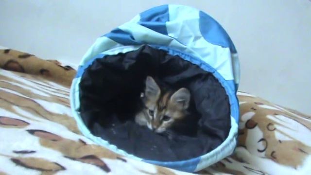 Гликерия Голубой Жемчуг смотреть онлайн