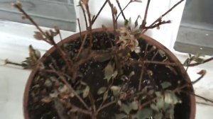 правильный полив азалий,что бы не сбрасывали листья