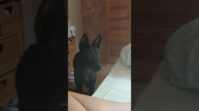 Голландская овчарка ест все смотреть онлайн