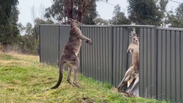 Угарная драка кенгуру смотреть онлайн