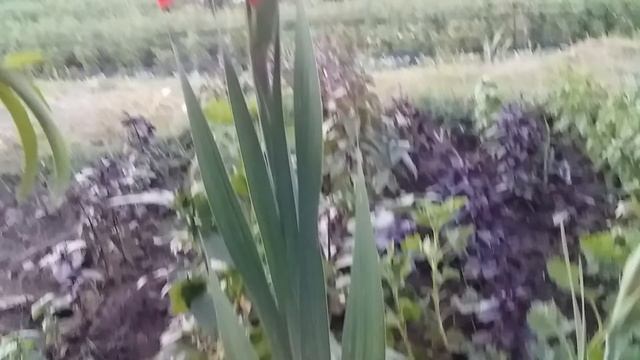 Цветение Гладиолусов смотреть онлайн