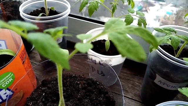 Почему не вся рассада коренастая? ?? смотреть онлайн