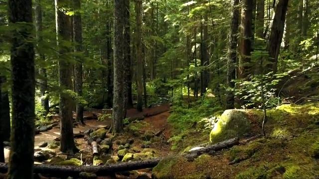 forest 1 смотреть онлайн