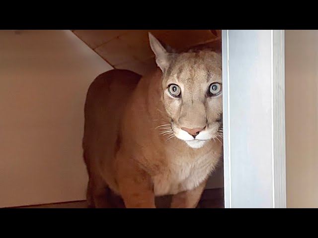 Месси подумал что он виноват и спрятался в домик! Пума Месси не встретил папу как обычно. смотреть онлайн