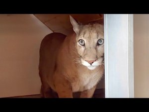 Месси подумал что он виноват и спрятался в домик! Пума Месси не встретил папу как обычно.