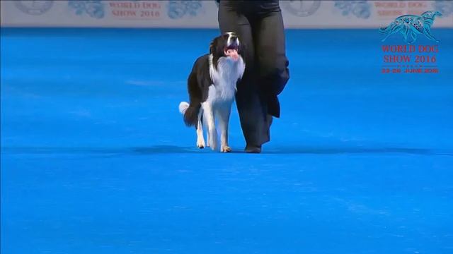 FCI Dog dance World Championship 2016 –Heelwork to music final - ButrimovaTamila and Illai (Russia) смотреть онлайн