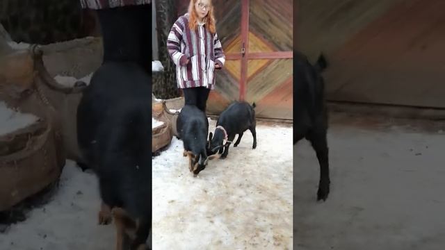 камерунские козы. и козочки голландский гном.