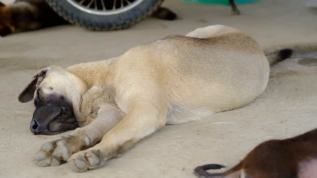 FULL 3 Years building off-grid life | A farm with many animals and a large garden смотреть онлайн