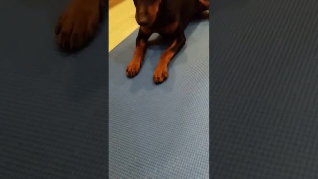 моя спортивная сладкая булочка))) смотреть онлайн