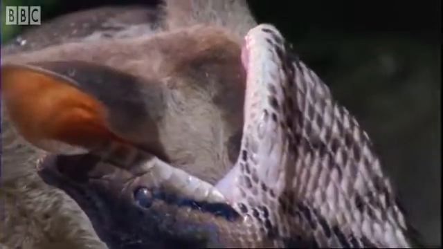 Attenborough in high quality Fully Grown Python eating a Deer BBC Earth YouTube смотреть онлайн
