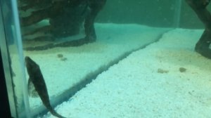 СОМ КЛАРИУС В АКВАРИУМ С ПИРАНЬЯМИ. Klarius catfish in an aquarium with piranhas.