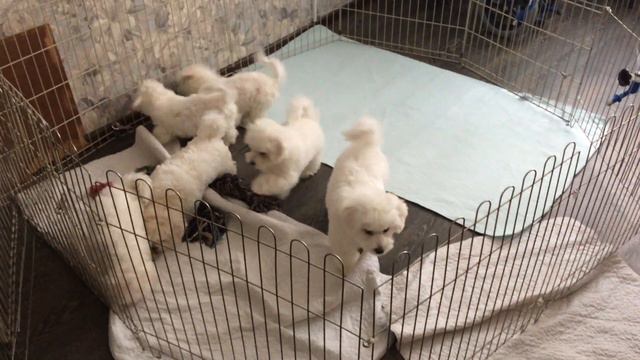 Бишон Фризе смотреть онлайн