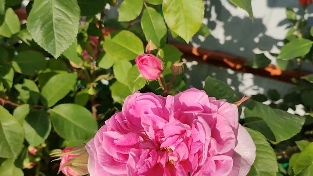 Роза Гертруда Джекилл. Английские розы в Подмосковье смотреть онлайн