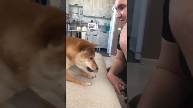 Укрощение строптивого смотреть онлайн