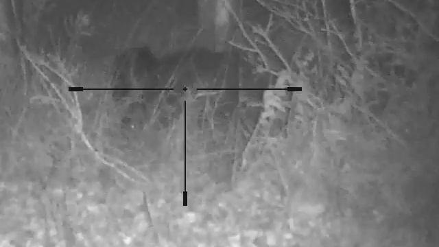 Охота на кабана с подхода. Съёмка цифровым прицелом. смотреть онлайн