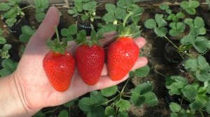 Сибилла, клубника родом из Италии