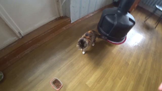 Кошка играет с ногой. Приколы. Маленький лев. Cat смотреть онлайн