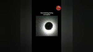 Яркая вспышка в момент оплодотворения яйцеклетки