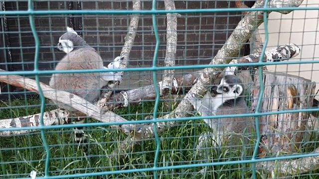 Кошачий лемур Ring-tailed lemur смотреть онлайн
