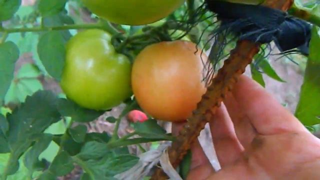 Томат Малиновый закат F1. смотреть онлайн