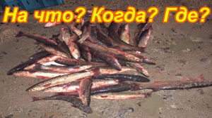 Рыбалка в Геленджике. Что и как ловить.  Ловля рыбы на море.