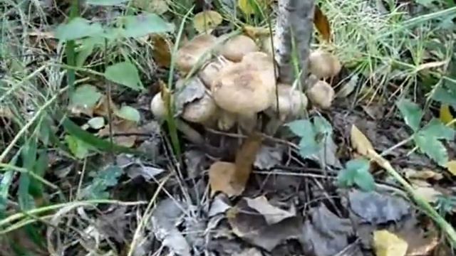 Эх, грибы, грибочки мои! 0001 смотреть онлайн
