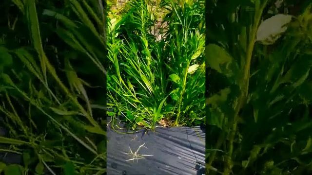 Выращивание Голубики промышленно, обзор сортов Блю Джей, Блю Голд, Чандлер, Эрли Блю. 16.07.21 смотреть онлайн