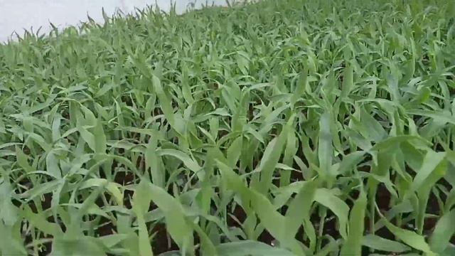 Кукуруза Ракель f1 смотреть онлайн