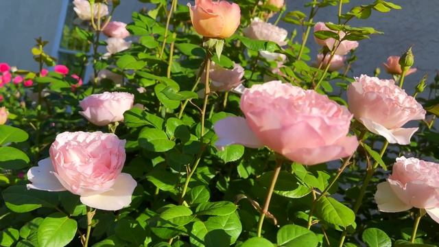 Princess Charlene de Monaco - 3rd Year смотреть онлайн