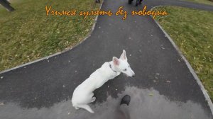 Вертолет с ушами Белая швейцарская овчарка (БШО). Щенок 4 месяца