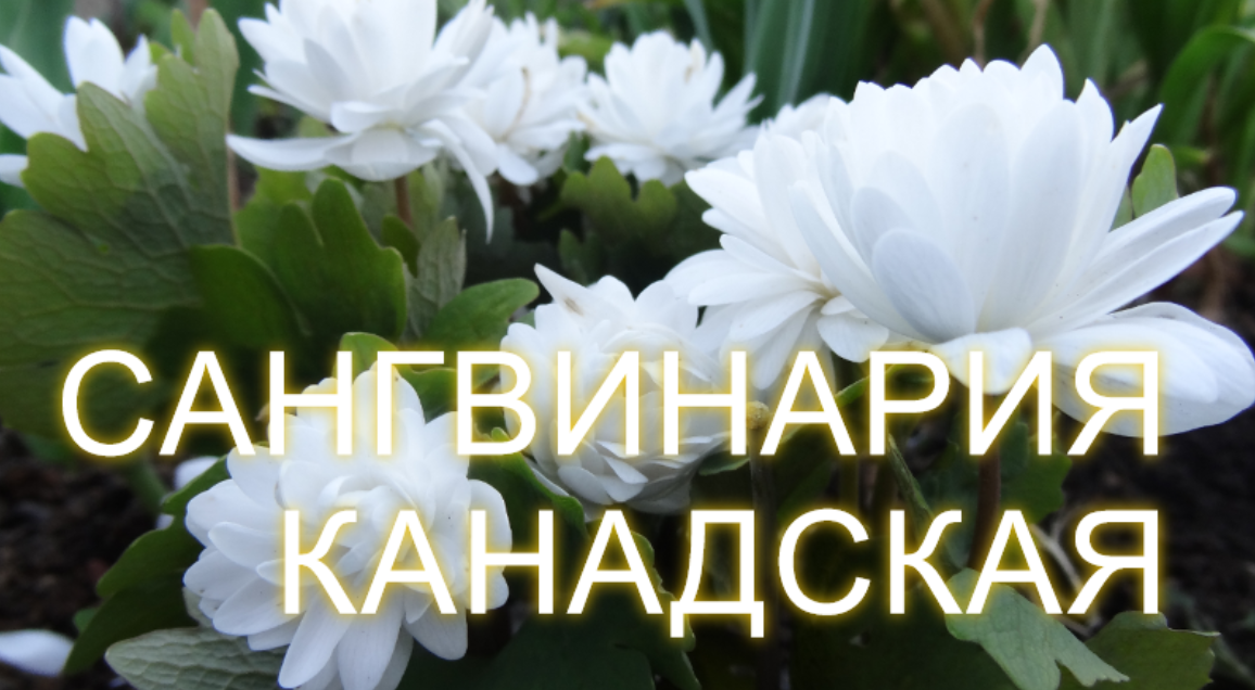 Необычный садовый цветок Сангвинария Канадская смотреть онлайн