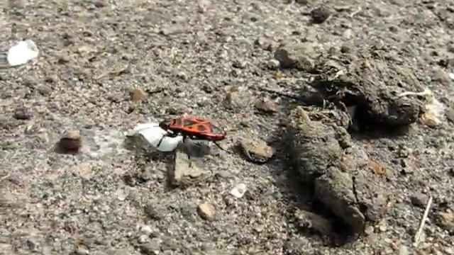 Мягкотелка Красноногая (лат. Cantharis Rustica) смотреть онлайн