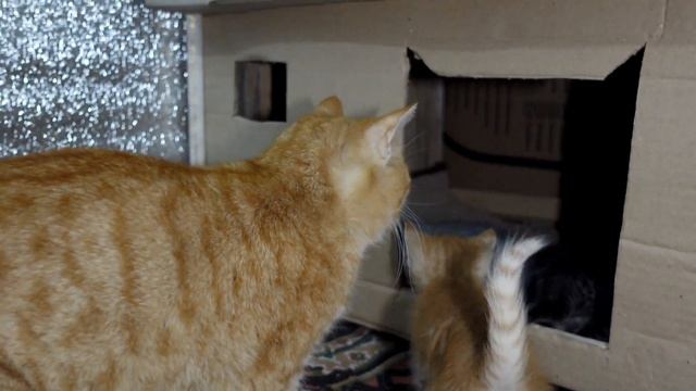 Мама знает лучше: кошка отказывается кормить чужого котенка? смотреть онлайн