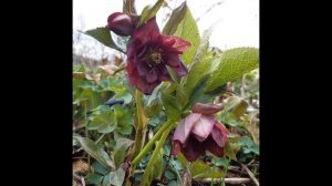 Морозник в саду Дабл Элен Ред,Дабл Элен Уайт и др(Helleborus Double Elen Picotee,Double Ellen Red..