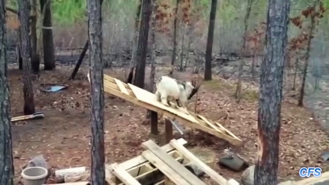 Козлы на качелях смотреть онлайн