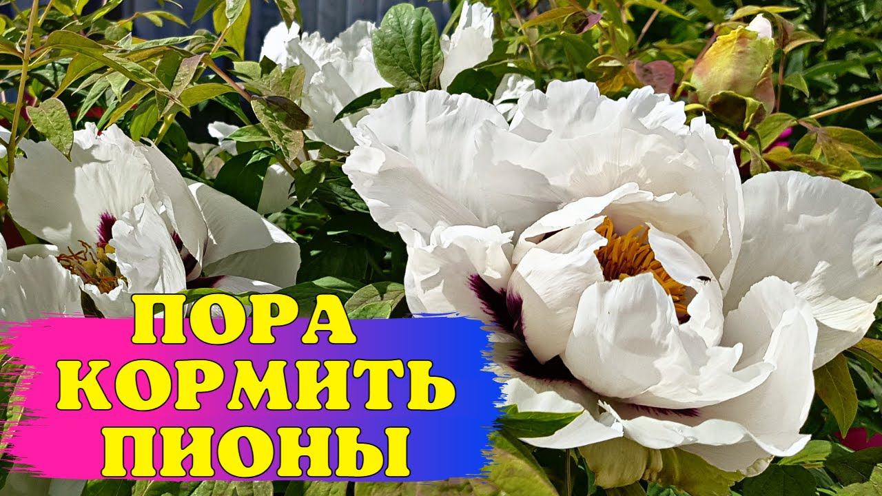 УВИДЕЛИ БУТОНЫ? Пора КОРМИТЬ ПИОНЫ! Цветы будут ЯРЧЕ и КРУПНЕЕ смотреть онлайн