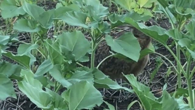 Осмотр полей Технология  выращивания подсолнечника, льна, пшеницы поNO-TILL.