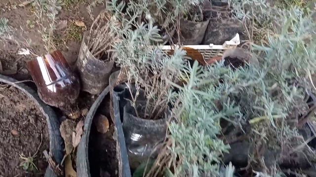 Природный очар