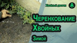 Как посадить черенки хвойных (туи и можжевельника) в грунт? Зимнее черенкование хвойных растений