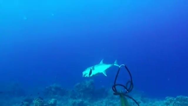 AZURE PASSION - samba time with AZURE Ambush 110 - AZURE wooden Spearguns смотреть онлайн