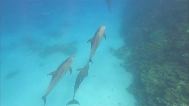 Dolphins - WhaleShark - SimSim Ausflüge Hurghada - Egypt - Delfine - Walhai - July 2022 - Red Sea смотреть онлайн