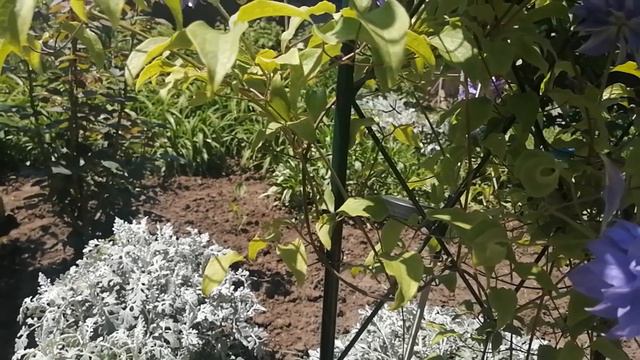 Клематис ТЕШИО. смотреть онлайн