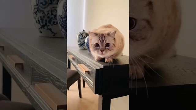 Как помирится с котиком. смотреть онлайн