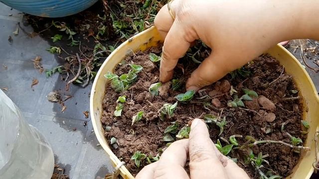 How to save dormant Turtle vine for summers смотреть онлайн