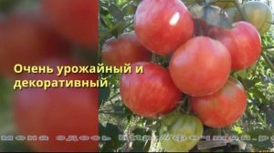 Сорта помидоров для теплицы (2