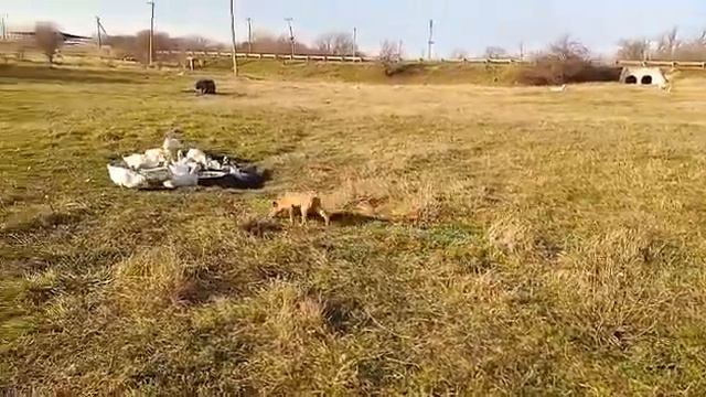Австралийский келпи. Щенок. смотреть онлайн