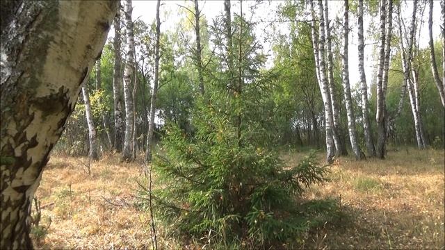 Маргарита Алигер--- Осень только взялась за работу. Читает Смирнова Галина. смотреть онлайн